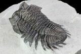 Coltraneia Trilobite Fossil - Huge Faceted Eyes #87465-3